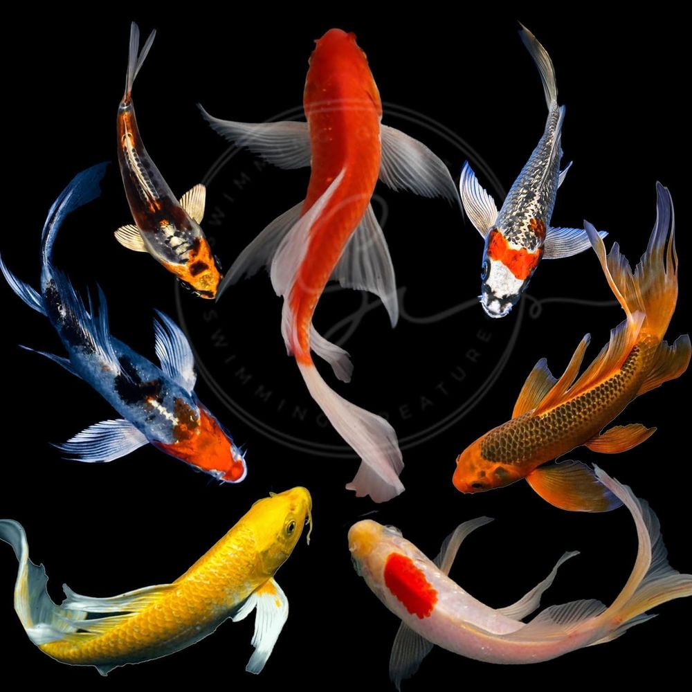 Live Fish Aquarium - Разноцветные живые карпы кои для прудов