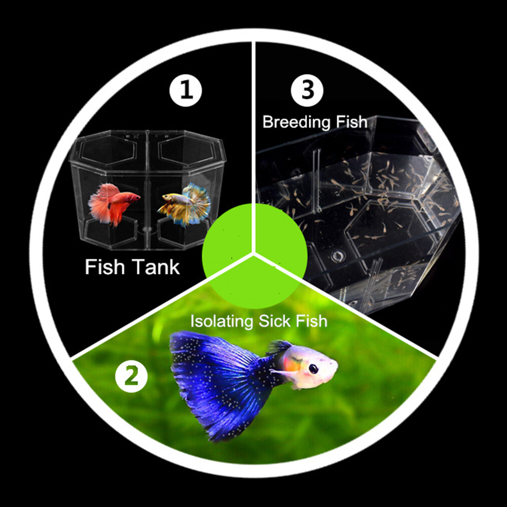 Акриловый аквариум с двумя раз – обзор и цена Live Fish Aquarium