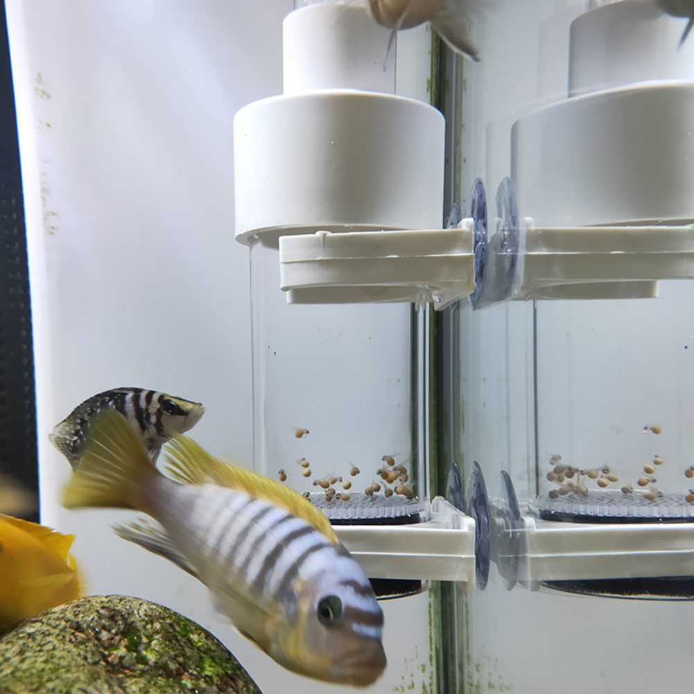 Инкубатор-тумблер для аквариум – обзор и цена Aquarium Fish Cichlid