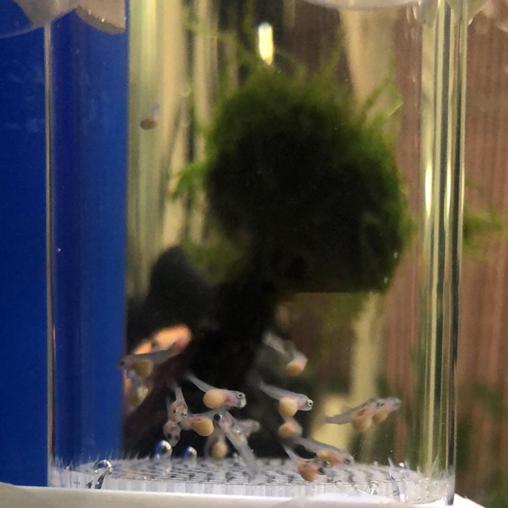 Инкубатор-тумблер для аквариум – обзор и цена Aquarium Fish Cichlid