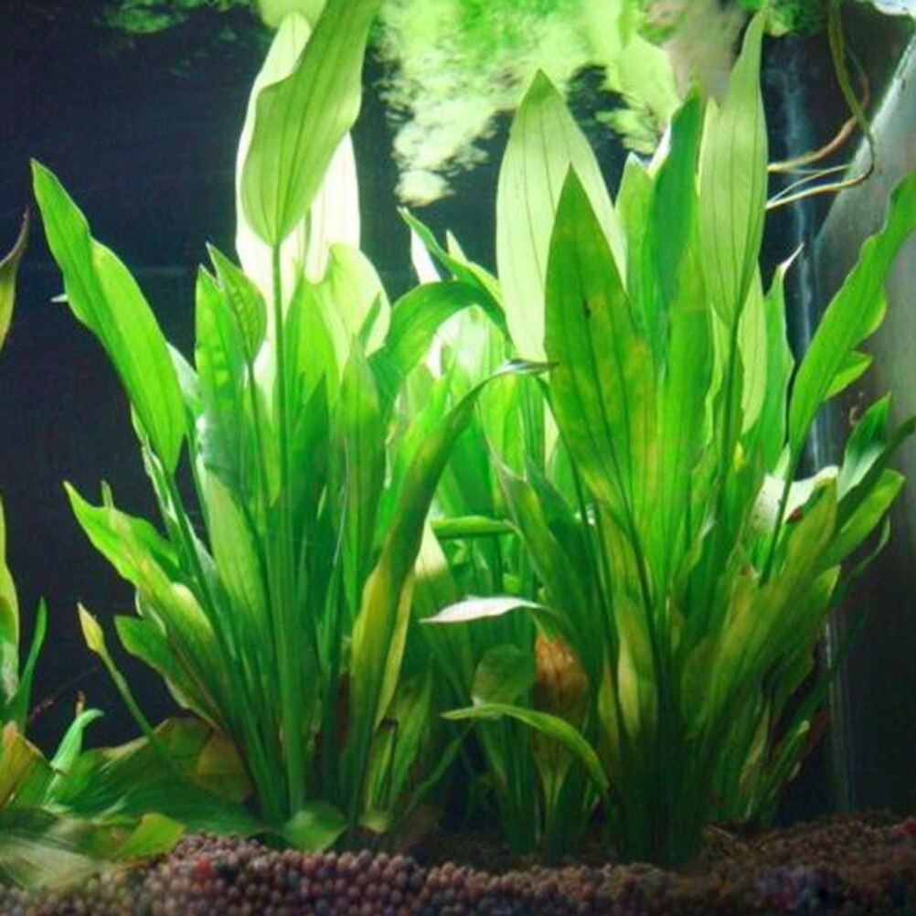 15 см искусственный декор для  – обзор и цена Aquarium Fish Cichlid