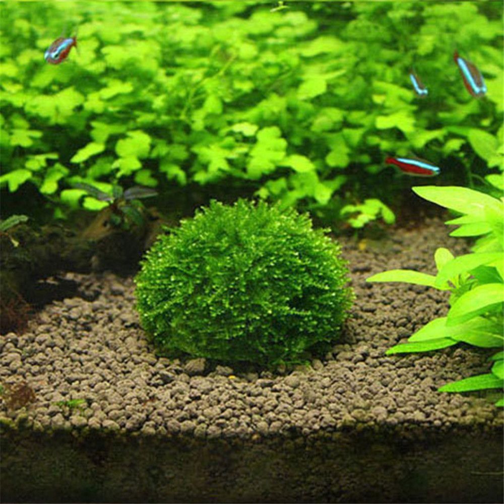 Новая пластиковая подвеска с к – обзор и цена Aquarium Fish Cichlid