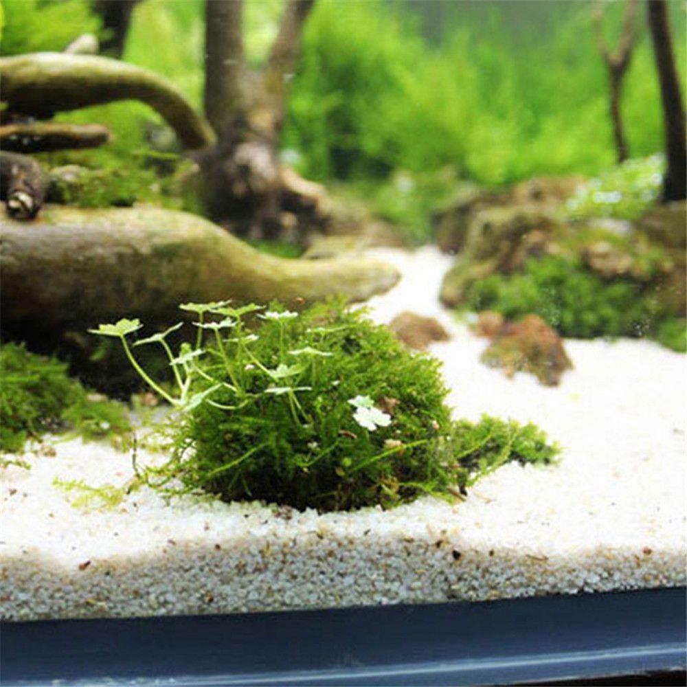 Новая пластиковая подвеска с к – обзор и цена Aquarium Fish Cichlid