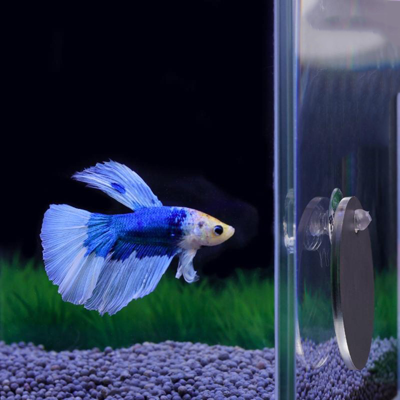 Аквариум Бетта Зеркало Аквариу – обзор и цена Aquarium Fish Cichlid